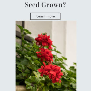 red zonal geraniums spilling from a white stone windowbox on a building, text overlay reads: did you know? Zonal geraniums vs seed grown? learn more