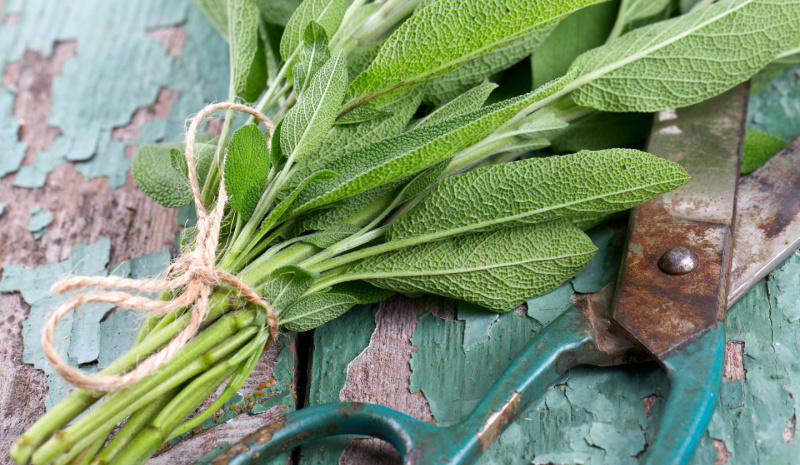 common sage bundle wrapped with twine with clippers on a blue wood background.