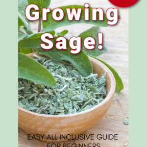 photo of culinary sage plant anda bowl of clipped sage on a wood table, text overlay reads, Growing Sage, easy all inclusive guide for beginners, press here and starting growing! red button with text overlay reads culinary and ornamental, pams flower patch