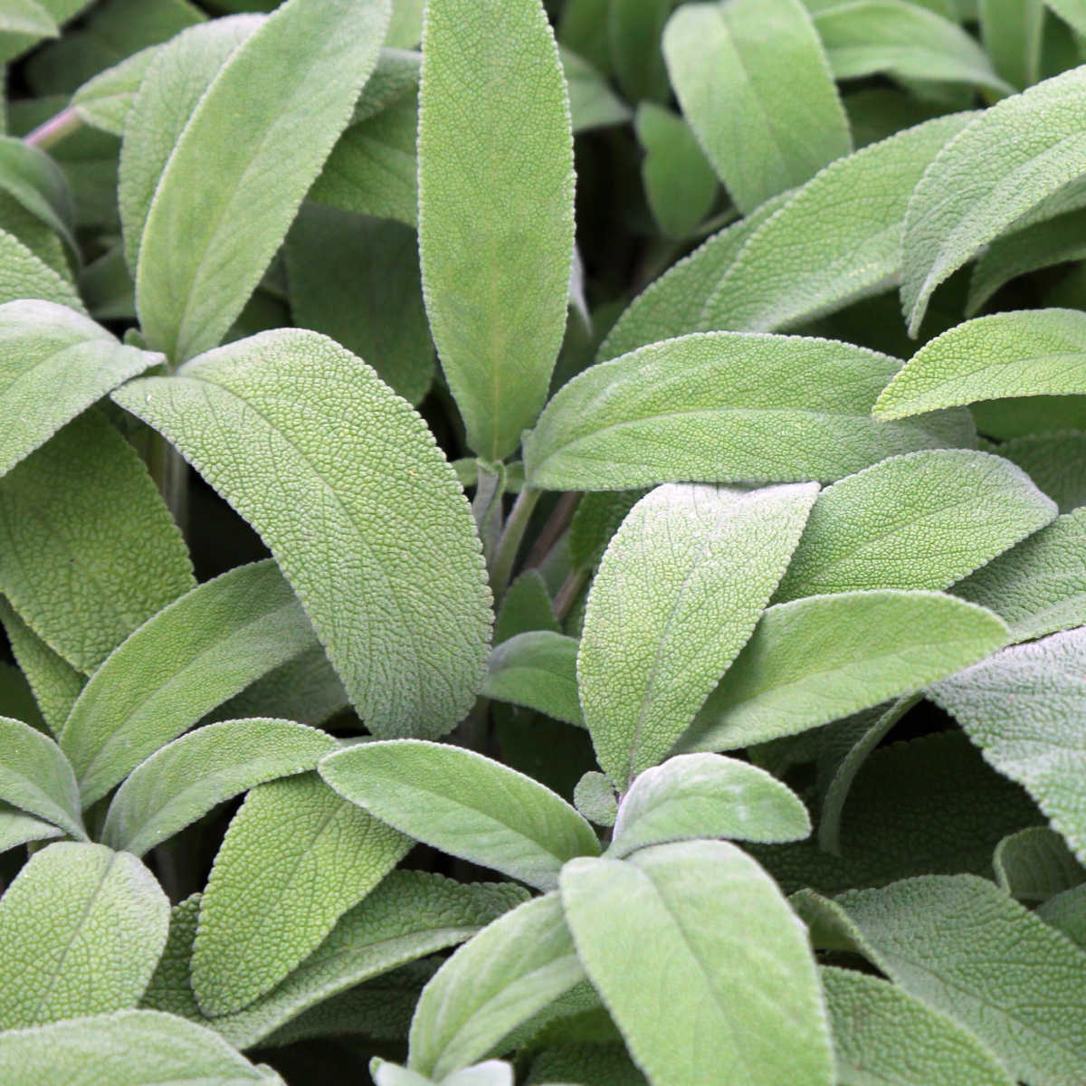 sage growing in a garden