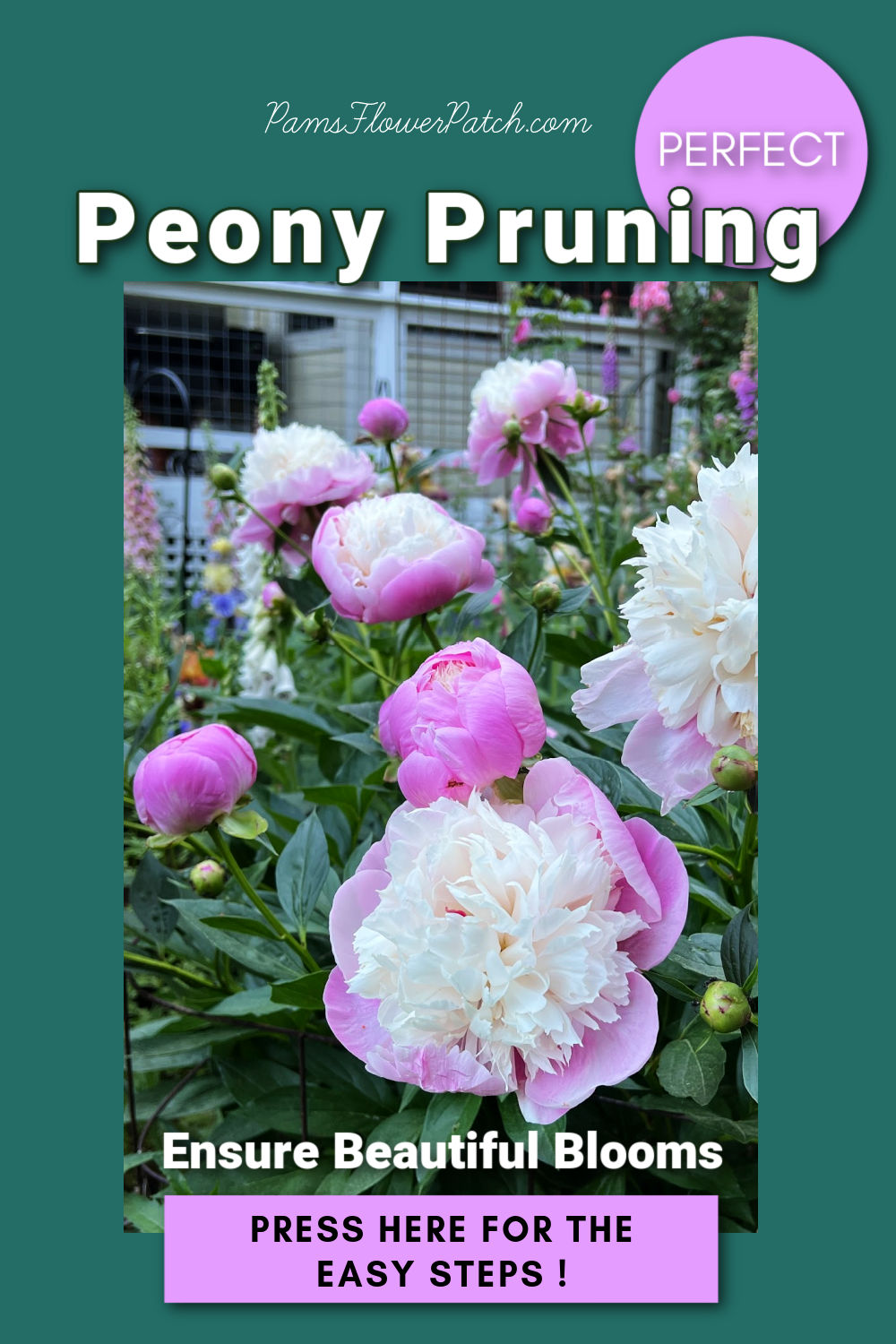 How and When to Cut Back Peonies Prune Peony Tips Flower Patch Farmhouse