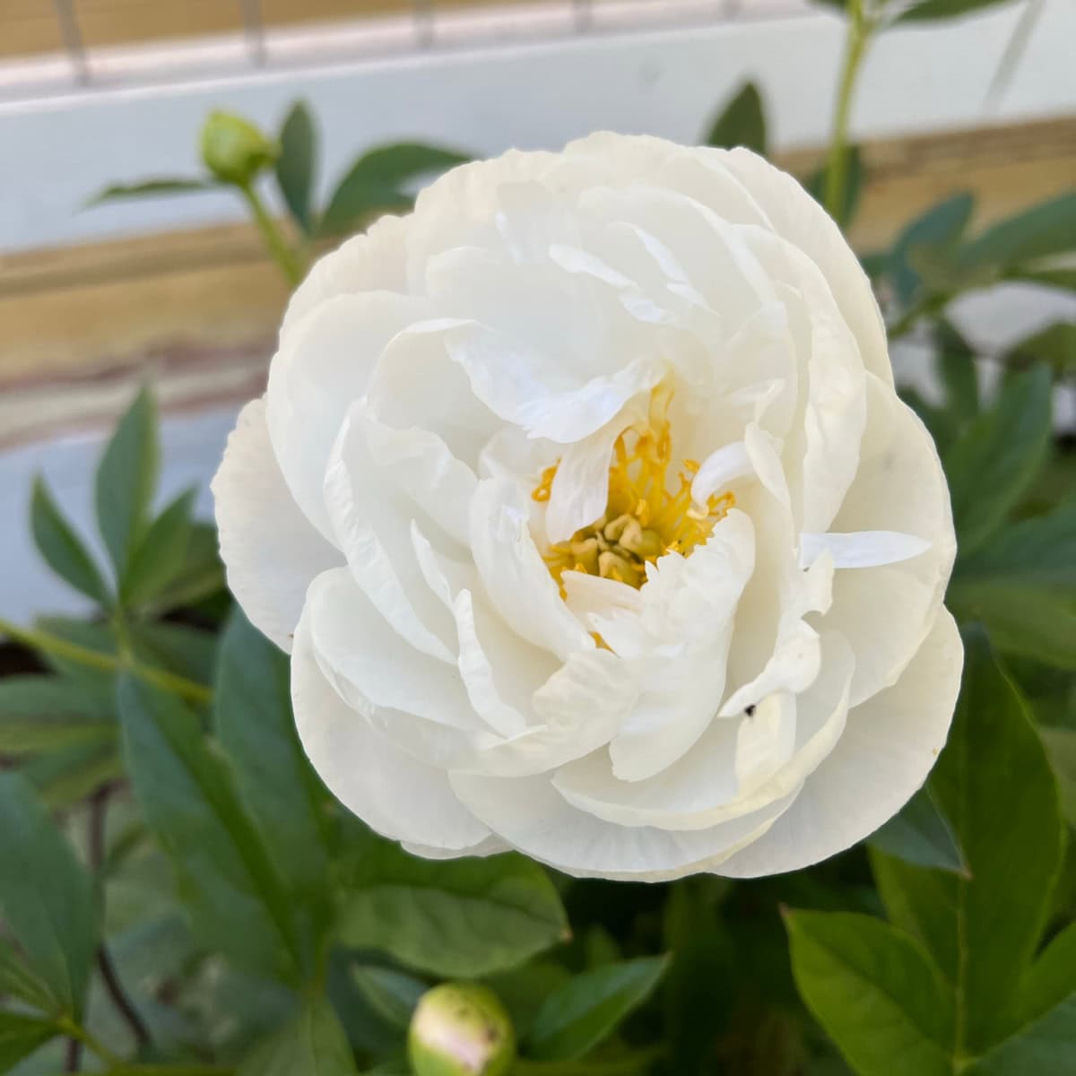 white peony growing in a garden