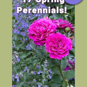 nepeta and Ebb Tide Rose in a garden with text overlay that reads: 17 Spring perennials! Easy blooms! Beautiful early garden color, discover them here on a lavender button.
