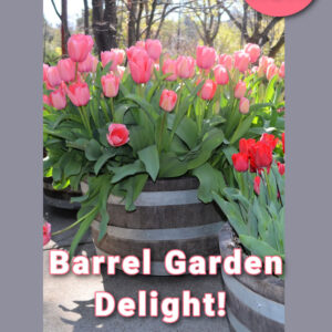 wood barrel planter filled with pink tulips, text overlay caption reads, pam's flower patch, just wow!, Barrel Garden Delight, beautiful and sustainable planters, press here to discover how you can get this!