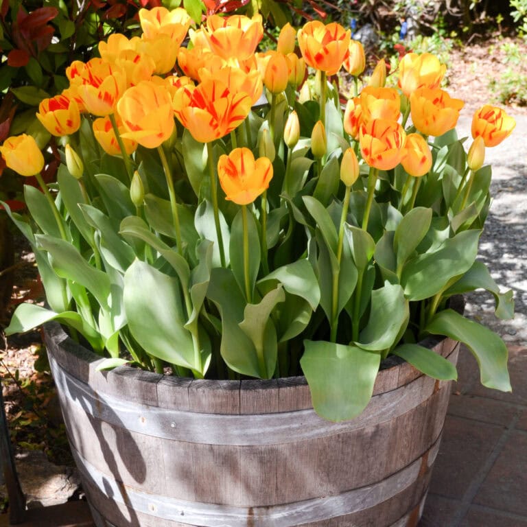 yellow and red tulips in a wood barrel planter