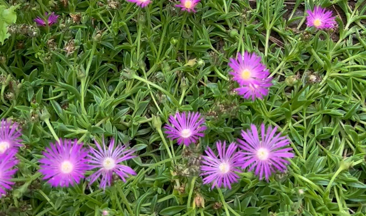 delosperma ground cover aka ice plant, table mountain growing in the garden with bright pink flowers.