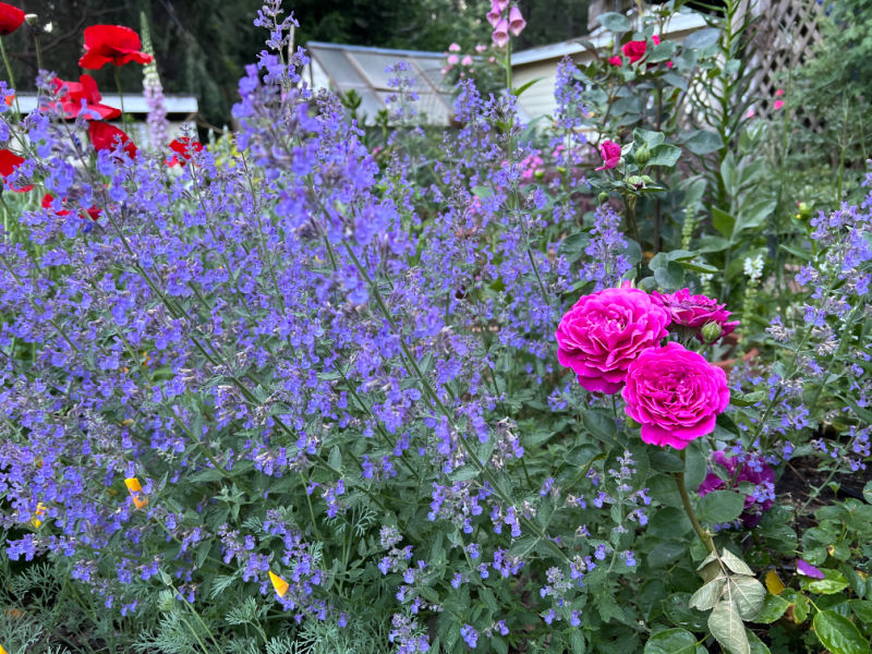 walkers low junior nepeta in bloom with Ebb Tide Rose beside it. Cottage garden spring blooming perennials
