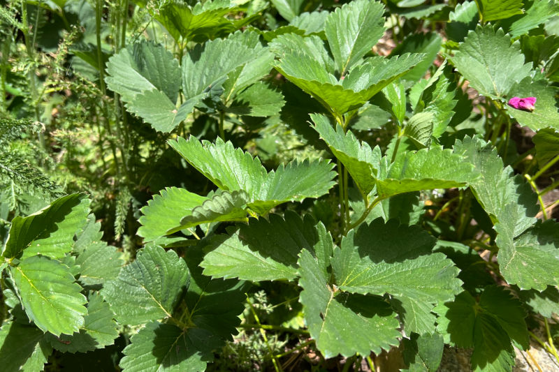strawberry plants growing in the garden, ground cover plants