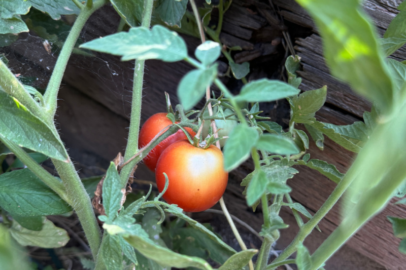 ripe tomato on the vine with sunscald