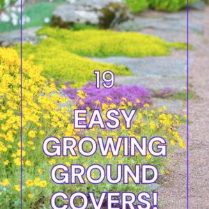 various low growing ground cover plants along a gravel path, text overlay read: 19 easy growing ground covers! www dot flower patch farmhouse dot com
