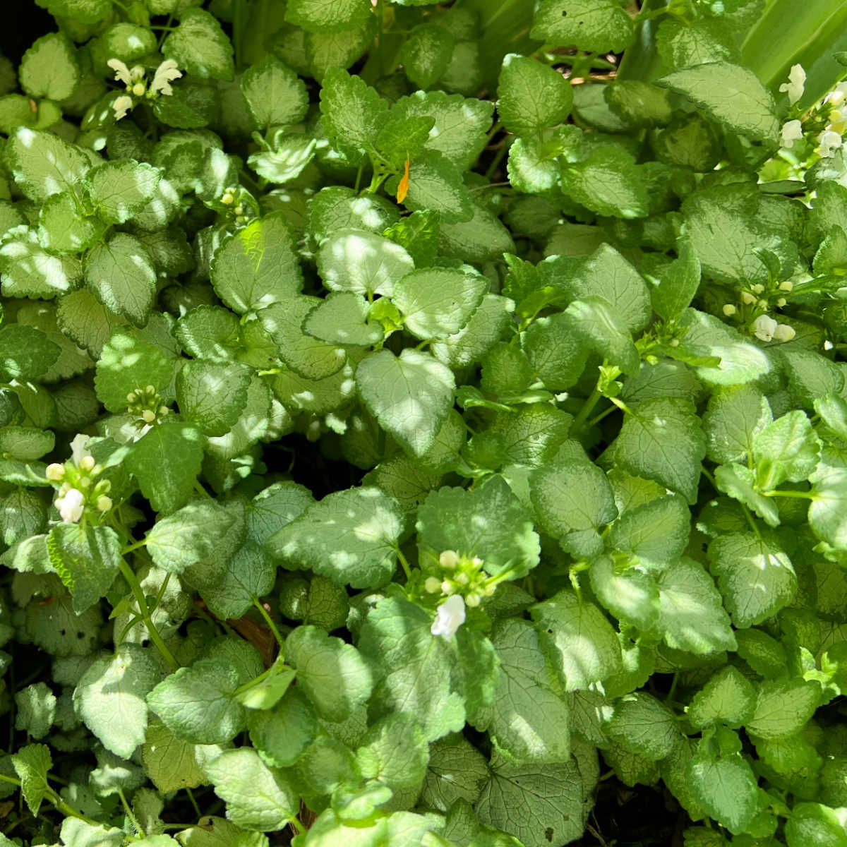 close up of lamium aka dead nettle in the garden ground cover plants