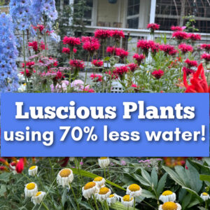 garden flowers, blue delphiniums, red bee balm and white daisies with blue overlay: text reads, Luscious Plants using 70% less water! Flower Patch Farmhouse dot com