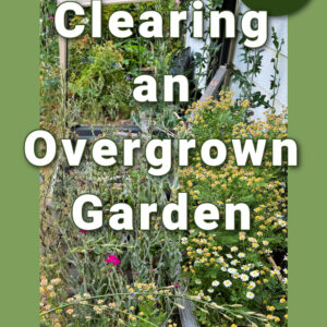 overgrown garden filled with weeds, clutter and needs clearing. Text overlay reads: step by step, clearing an overgrown garden, secrets to making it easier, Flower Patch Farmhouse dot com