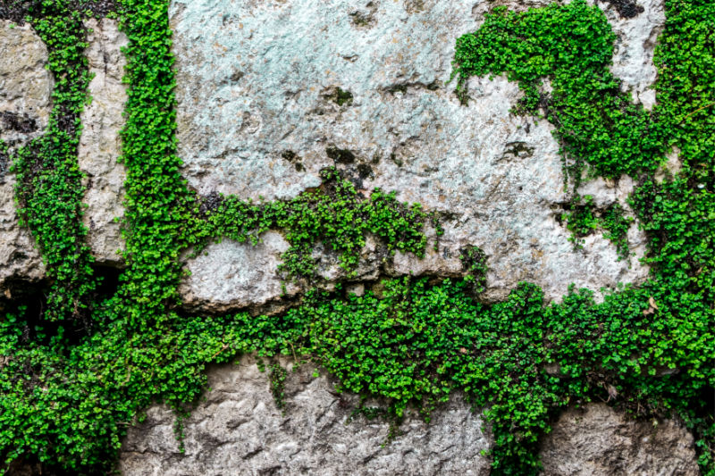 baby tears ground cover growing between stones