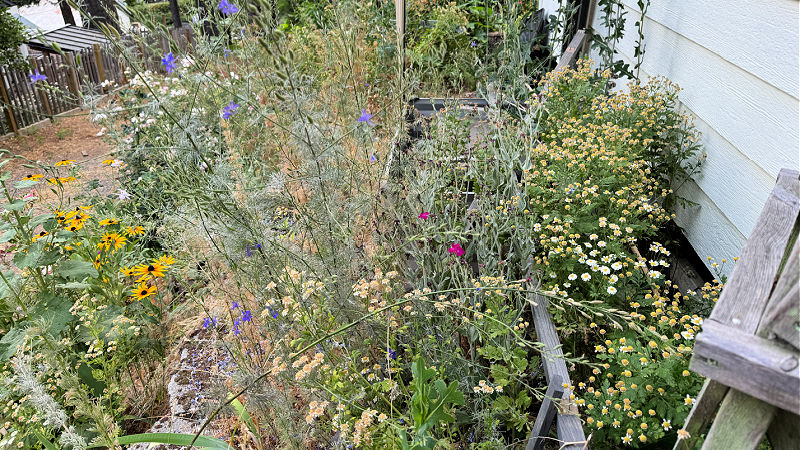 an overgrown garden filled with weeds, free seeded flowers and clutter in need of clearing