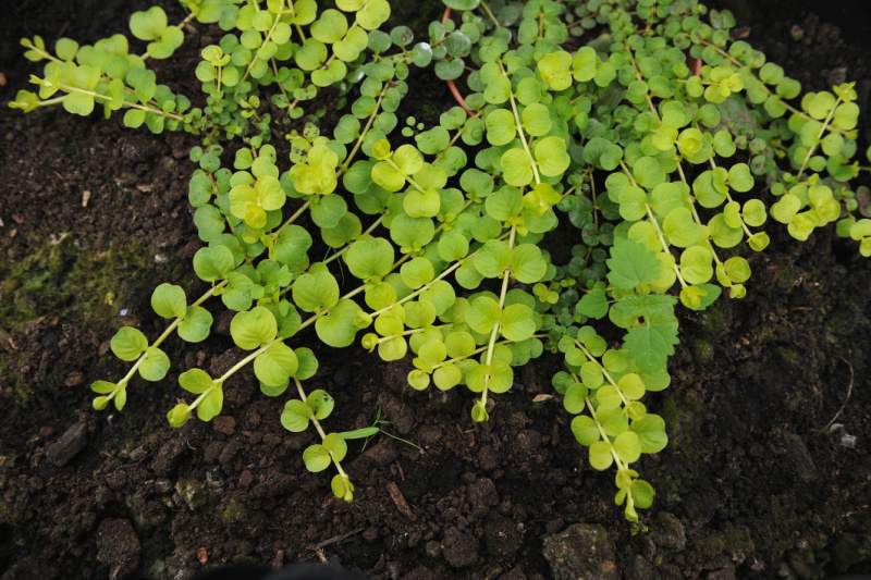 creeping jenny growing in the garden
