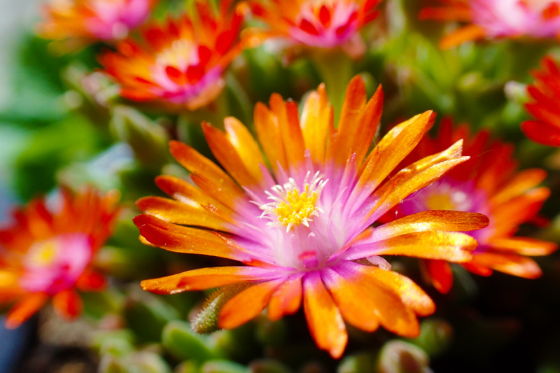 delosperma 'fire spinner' aka ice plant ground cover, close up of its orange and pink flowers