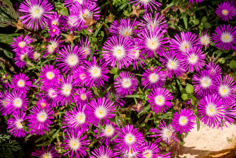 tablemountain delosperma with bright fuchsia flowers growing in the garden, ice plant