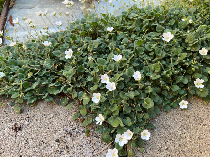erodium herons bill 'alba' growing between concrete pavers