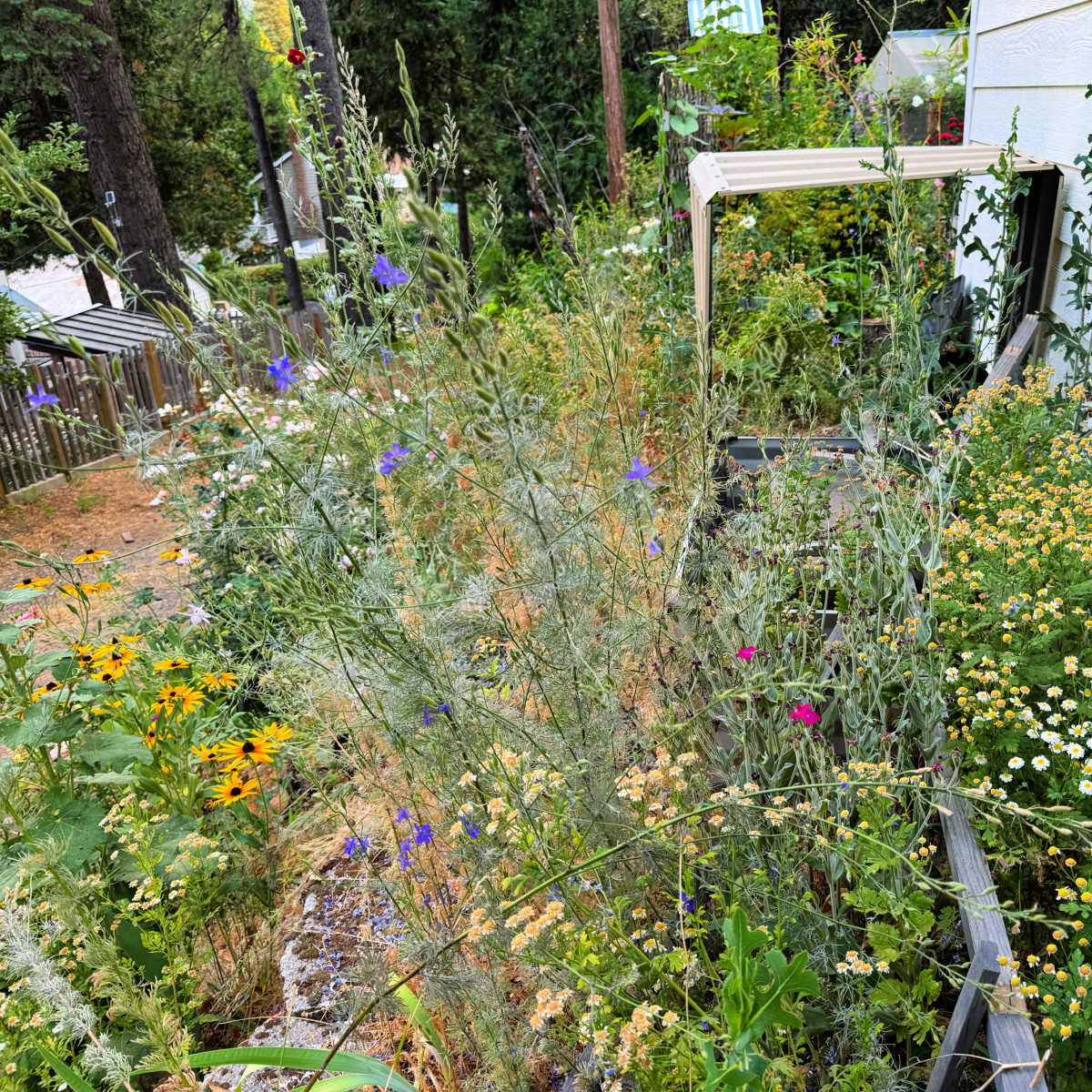 overgrown garden filled with weeds, reseeded flowers and clutter, needing some attention.