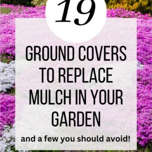 creeping phlox in pink and lavender with text overlay: 19 ground covers to replace mulch in your garden and a few you should avoid, flower patch farmhouse dot com