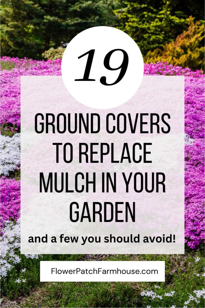 creeping phlox in pink and lavender with text overlay: 19 ground covers to replace mulch in your garden and a few you should avoid, flower patch farmhouse dot com