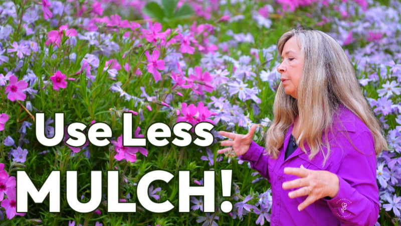 ground cover phlox with text overlay: Use Less Mulch. Pamela Groppe, a woman, wearing a fucshia pink shirt is looking down at the creeping phlox in shades of lavender and fucshia