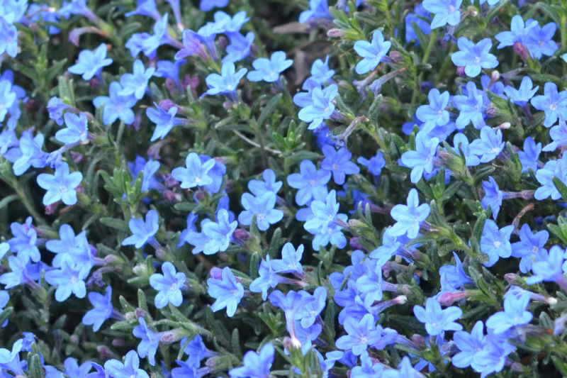 lithodora blooming beautiful blue flowers in the garden
