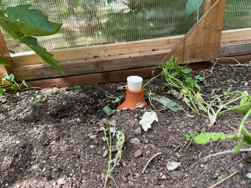 olla pot buried in dirt in greenhouse
