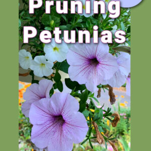 lavender veined petunias with white calibrachoa in a hanging basket. Text overlay reads. why and how, pruning petunias, put the pruners down until you read this! flower patch farmhouse dot com