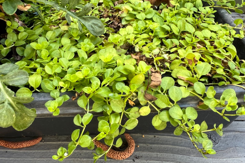 Repens creeping veronica in a six pack container