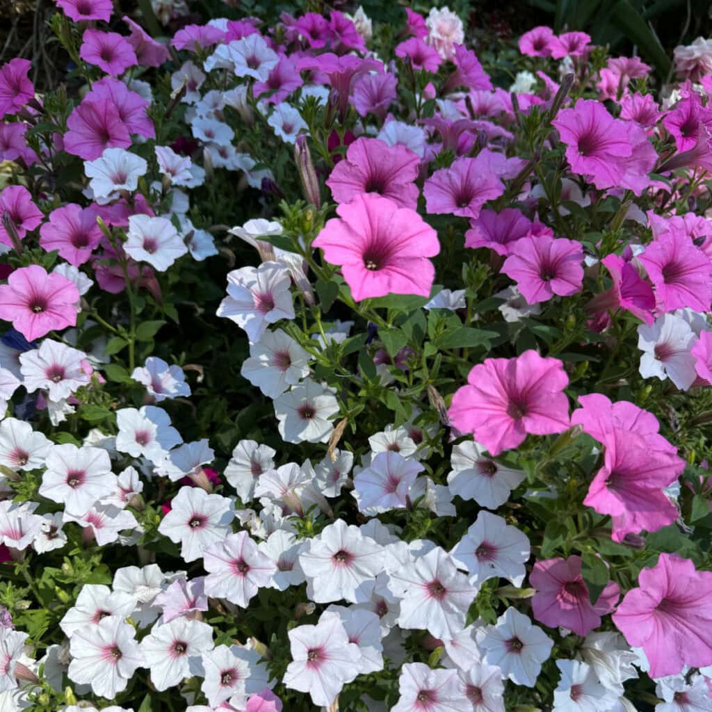 proven winners supertunias bubble gum vista, silverberry vista planted in a barrel. Beautiful buble gum pink petunias with white with pink centers petunias