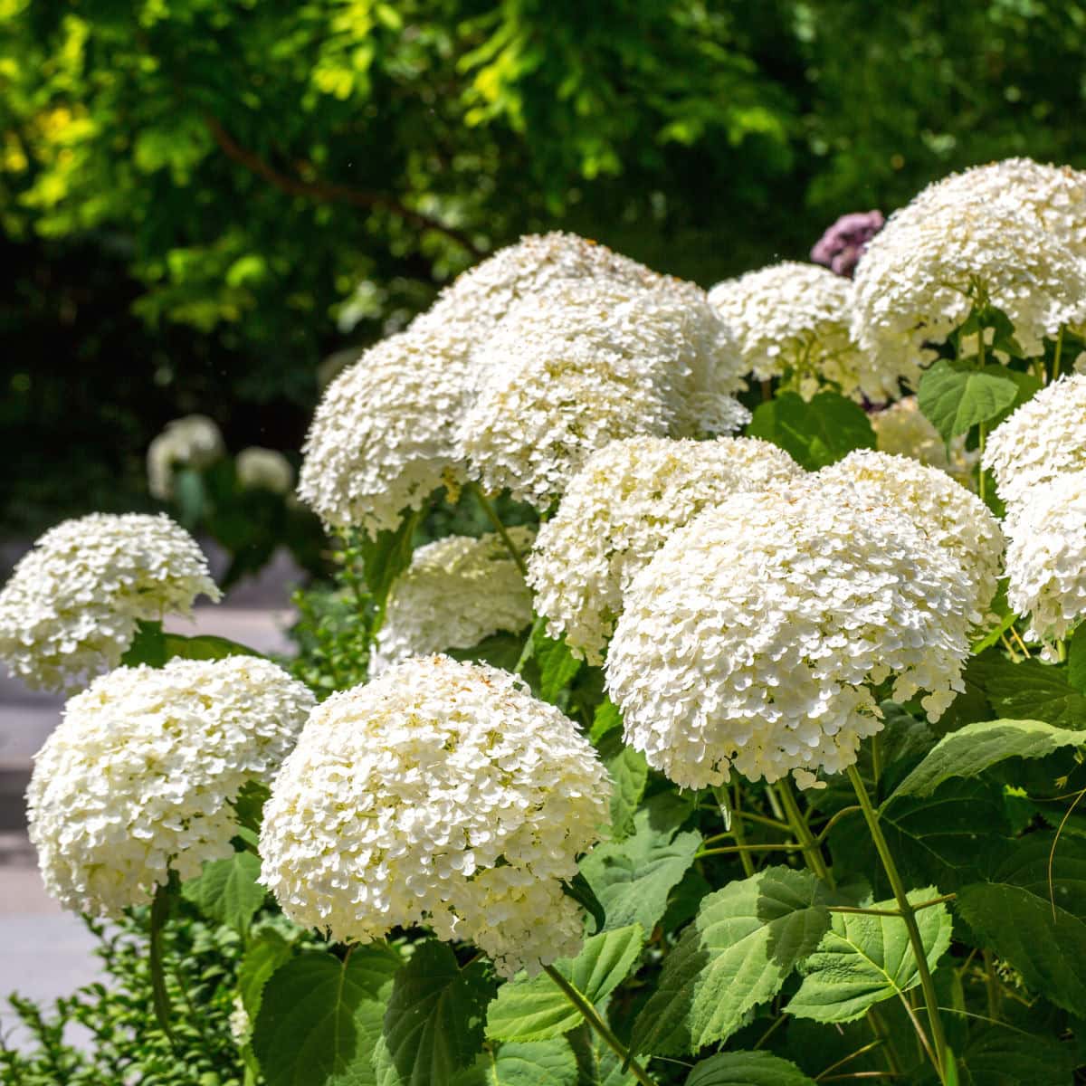 beautiful white annabelle hydrangea blooms on a shrub with a tree in the background