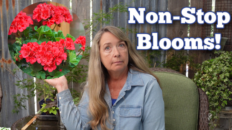 woman holding up hand under photo of red geraniums with text overlay: non-stop blooms. Keep your geraniums blooming. 