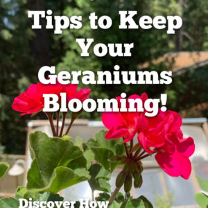 bright fuchsia pink geranium flowers with text overlay: 10 Tips to keep your geraniums blooming! Discover how easy it is. flower patch farmhouse dot com