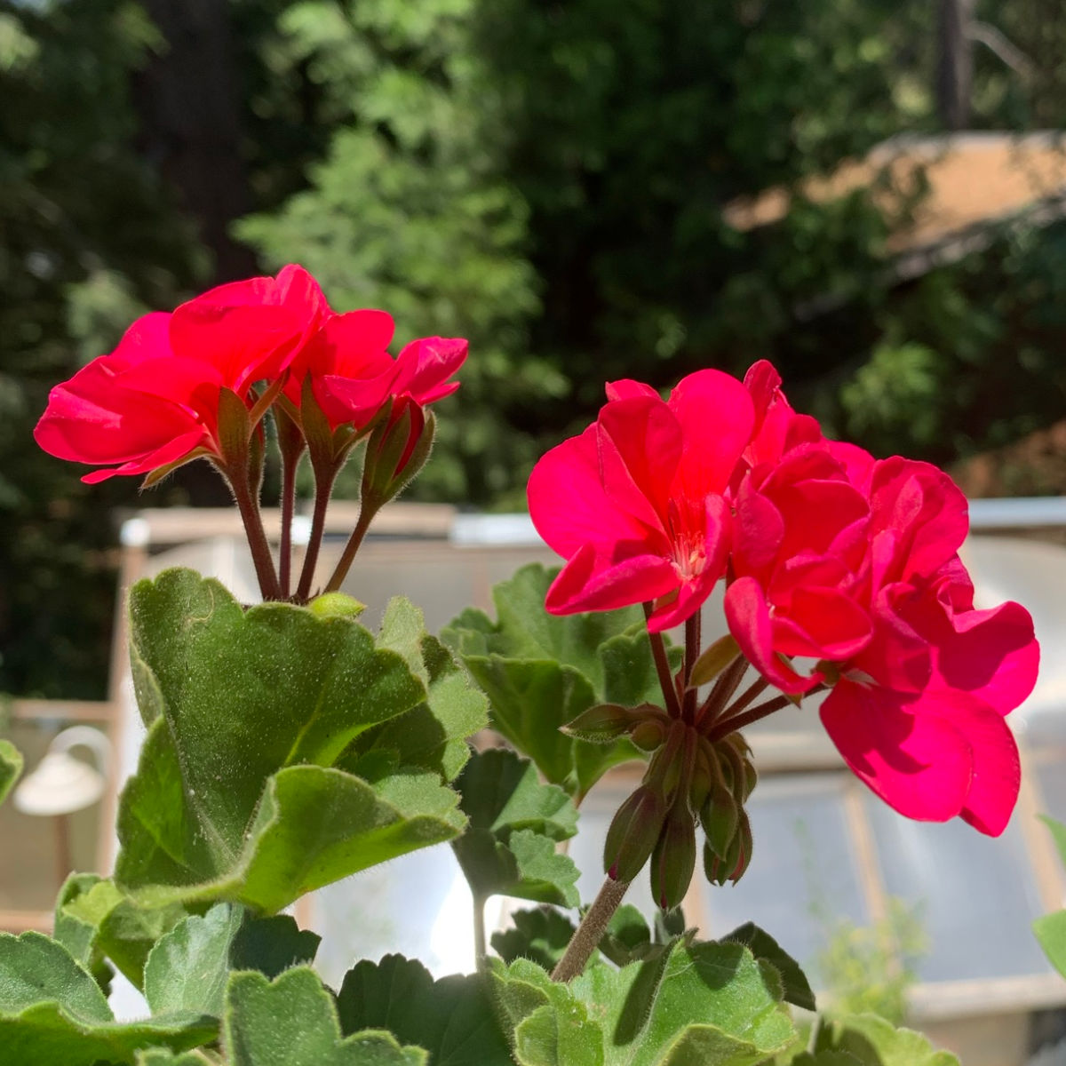fuchsia pink geranium flowers close up, also known as pelargoniums, keep geraniums blooming