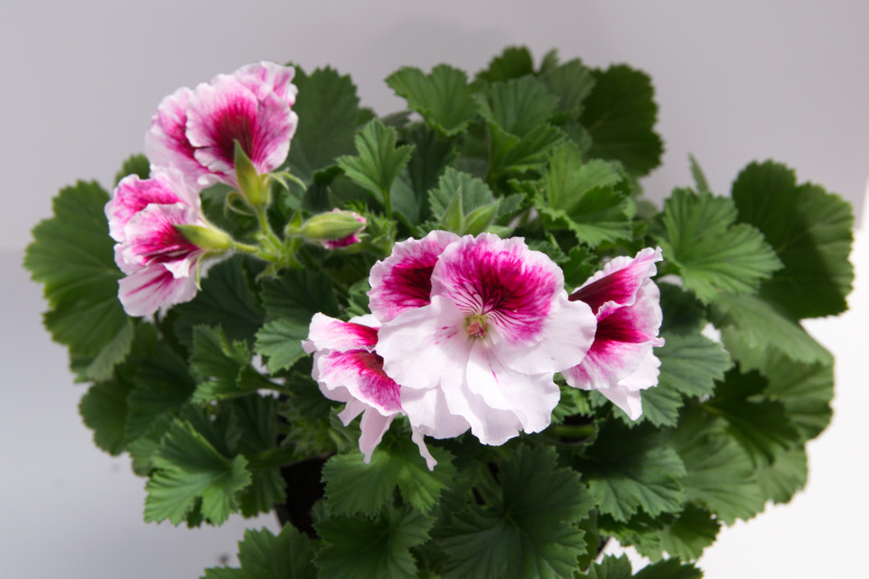 pink and white regal geranium against a white wall, aka Martha Washington Geranium