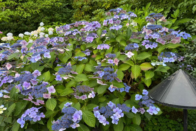 blue lace cap hydrangea blooming in the garden
