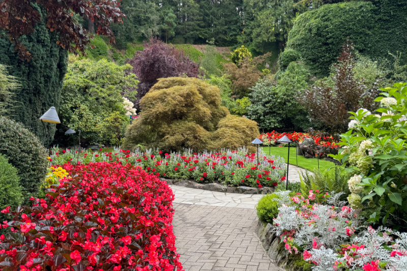 brick path lined with red flowers and silver foliage with japanese maple trees in the distance, lush and green