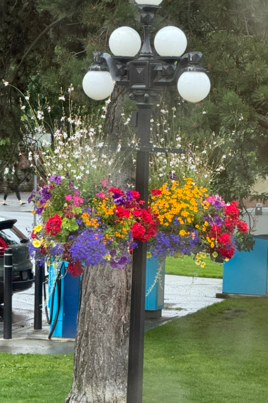 hanging basket on a light post filled with yellow, blue, purple, orange and white flowers