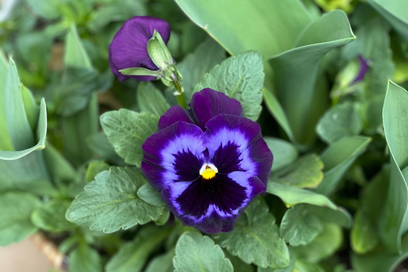 purple pansy with lavender and dark purple face, how to grow pansies