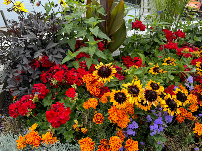 rudbeckia, geraniums, marigolds and ageratum in a planter