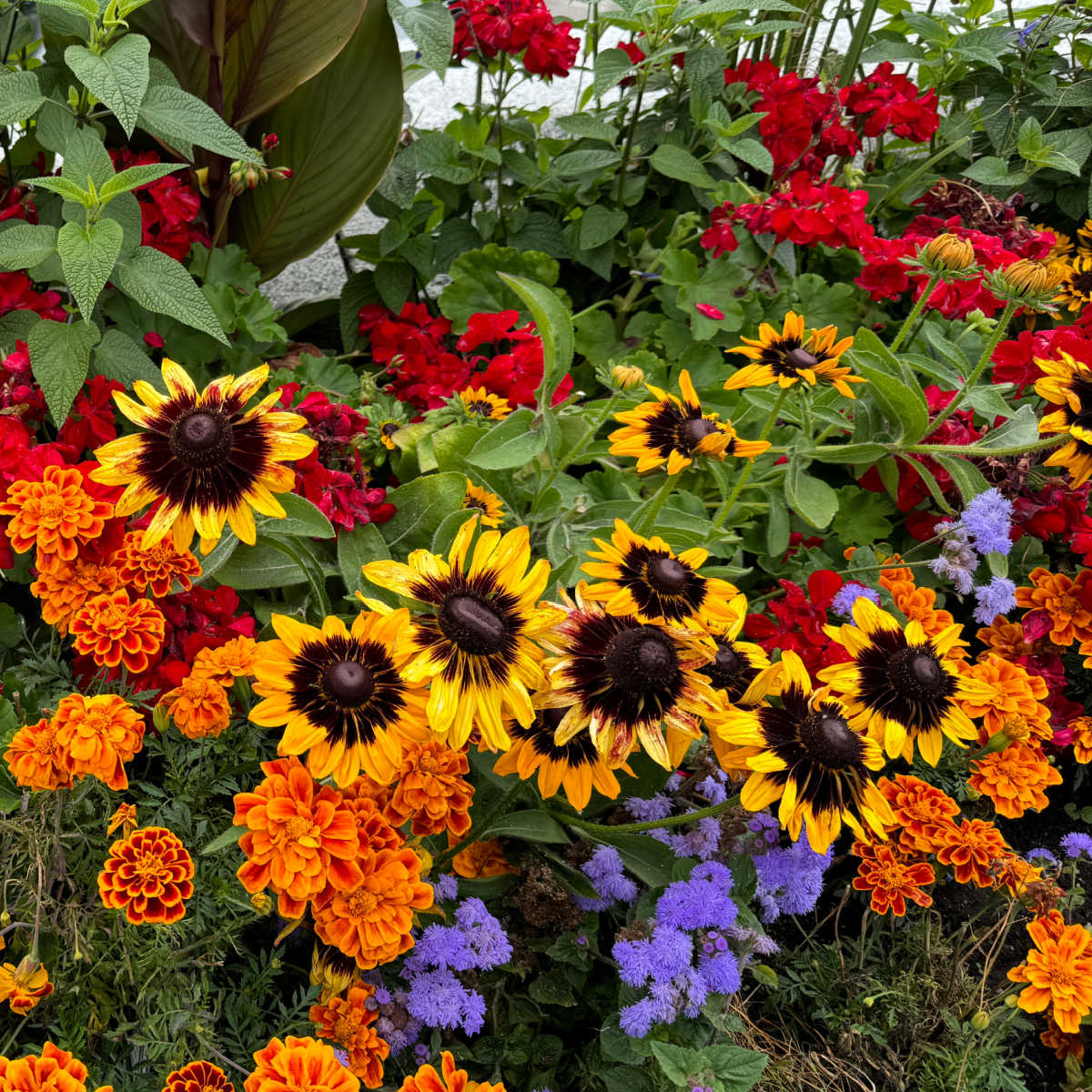rudbeckia, ageratum, marigolds and red geraniums in a planter, summer gardening and garden burnout