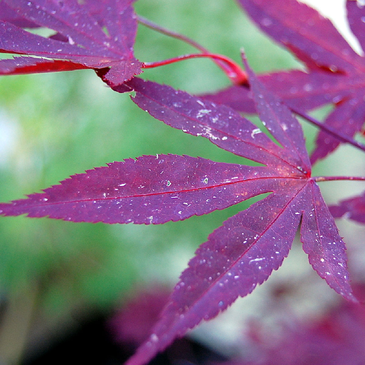 close up of a dark burgundy red japanese maple tree leaf