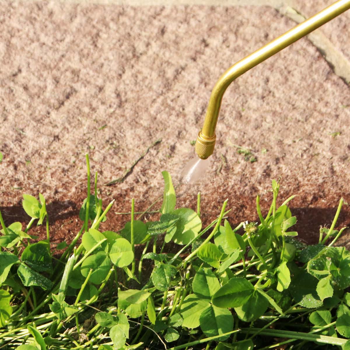 garden sprayer spraying weeds in the garden next to a block wall, homemade weed killer