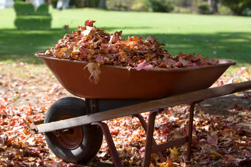 faded red wheel barrow filled with fallen leaves, leaves cover the ground around it with a green lawn in the background