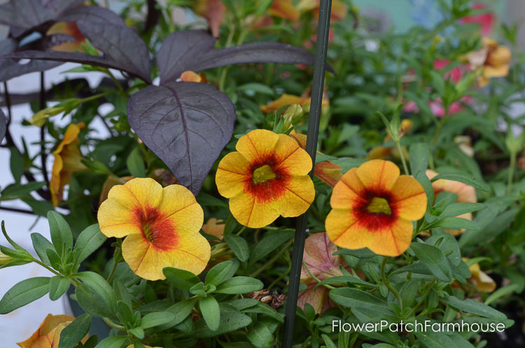 orange with red centers calibrachoa aka million bells ion a container with dark coleus