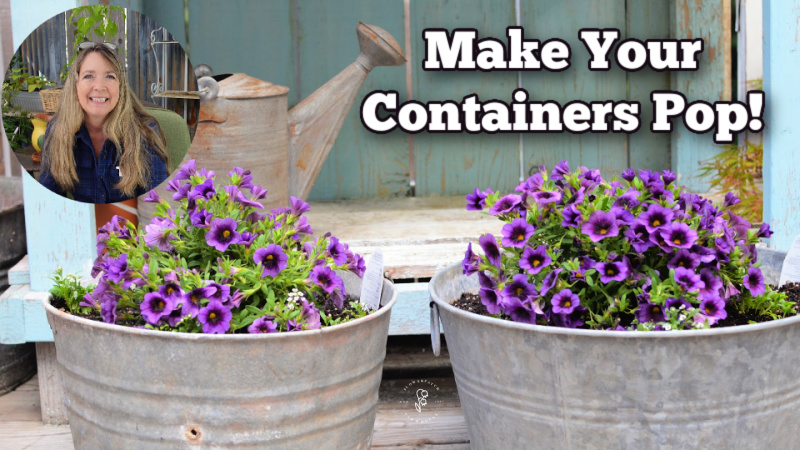 galvanized tubs planted with purple calibrachoa flowers also called million bells plant, sitting on deck with potting bench behind, picture of pamela of flower patch farmhouse overlaid and text reads make your containers  pop!