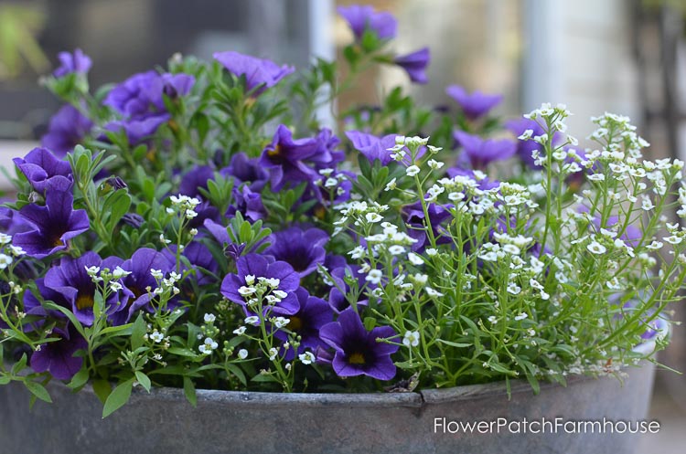 purple calibrachoa in a galavinized metal tub with white sweet alyssum