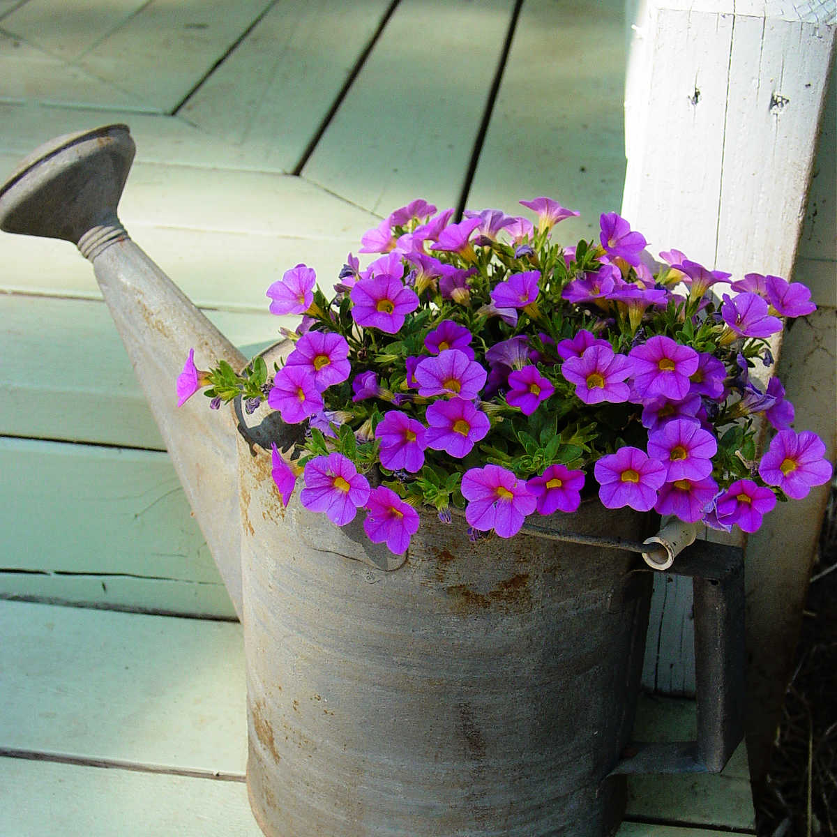 fucshia pink calibrachoa planting in a metal watering can setting on a green porch